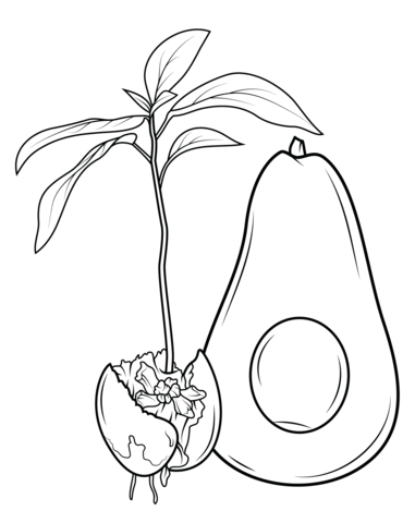 How Avocado Grows Coloring Page